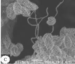 Attēlu rezultāti vaicājumam “Physarum murinum”