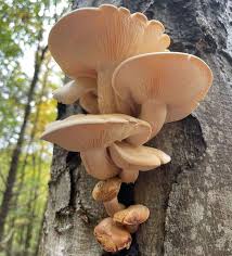 Attēlu rezultāti vaicājumam “Hypsizygus ulmarius”