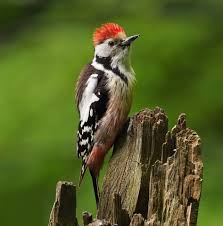 Attēlu rezultāti vaicājumam “Dendrocopos medius”