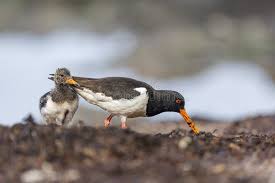 Attēlu rezultāti vaicājumam “Haematopus ostralegus adult”