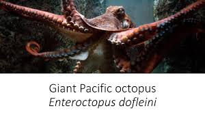 Image result for Enteroctopus dofleini
