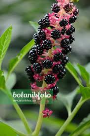 Attēlu rezultāti vaicājumam “Phytolacca acinosa fruit”