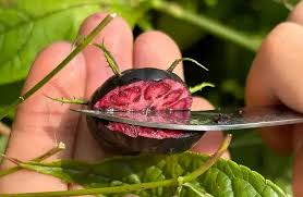 Attēlu rezultāti vaicājumam “Corynephorus canescens fruit”