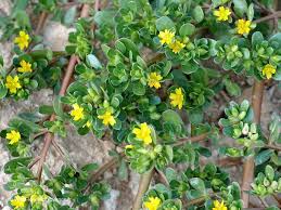 Attēlu rezultāti vaicājumam “Portulaca oleracea leaf”