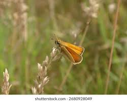 Attēlu rezultāti vaicājumam “Thymelicus lineola male”