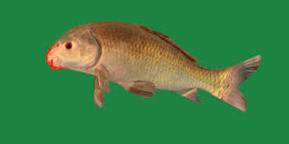 Image result for Ictiobus niger