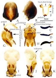 Attēlu rezultāti vaicājumam “Rhynocoris annulatus nymph”