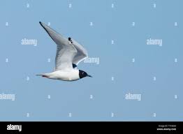 Image result for Chroicocephalus philadelphia