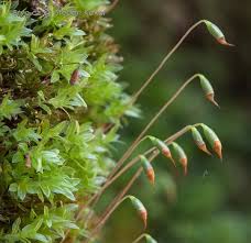 Attēlu rezultāti vaicājumam “Mnium lycopodioides”