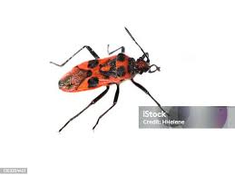 Attēlu rezultāti vaicājumam “Corizus hyoscyami”