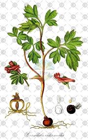 Attēlu rezultāti vaicājumam “Corydalis cava fruit”