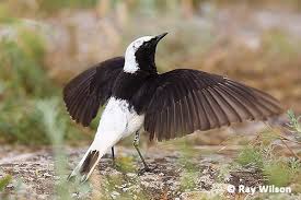 Image result for Oenanthe pleschanka