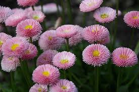 Attēlu rezultāti vaicājumam “Bellis perennis”
