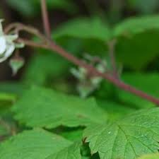 Attēlu rezultāti vaicājumam “Rubus idaeus leaf”