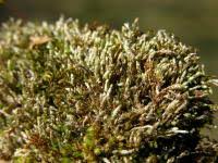 Attēlu rezultāti vaicājumam “Bryum argenteum sporophyte”