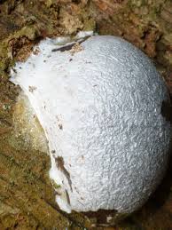 Attēlu rezultāti vaicājumam “Reticularia lycoperdon”