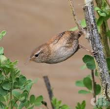 Attēlu rezultāti vaicājumam “Troglodytes troglodytes”