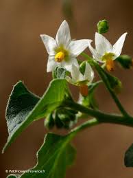 Attēlu rezultāti vaicājumam “Solanum nigrum leaf”