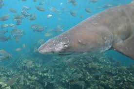 Image result for Carcharias taurus