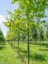 Attēlu rezultāti vaicājumam “Juglans regia”