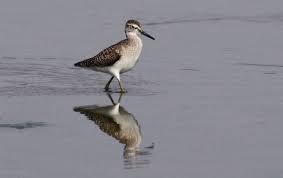 Attēlu rezultāti vaicājumam “Tringa glareola”