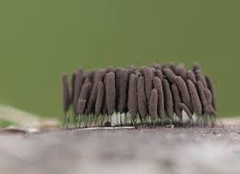 Attēlu rezultāti vaicājumam “Stemonitis marjana stalked”