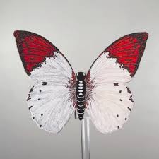 Attēlu rezultāti vaicājumam “Pieridae”