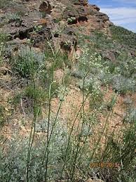 Attēlu rezultāti vaicājumam “Silene wolgensis”