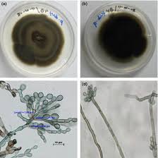 Attēlu rezultāti vaicājumam “Conardia compacta macro”