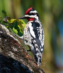 Image result for Sphyrapicus varius