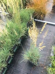 Attēlu rezultāti vaicājumam “Koeleria glauca flower”