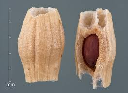 Attēlu rezultāti vaicājumam “Raphanus raphanistrum fruit”