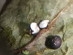 Attēlu rezultāti vaicājumam “Stemonitopsis typhina var. similis spores”