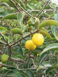 Attēlu rezultāti vaicājumam “Chrysosplenium alternifolium fruit”