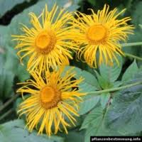 Attēlu rezultāti vaicājumam “Telekia speciosa bud”