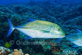 Image result for Caranx melampygus