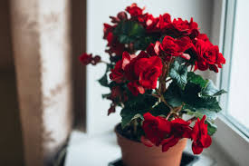 Image result for Бегония Элатиор 12х22 4601887072423