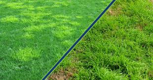 Attēlu rezultāti vaicājumam “Poa trivialis”