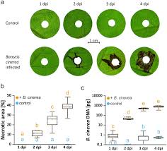 Attēlu rezultāti vaicājumam “Trichia botrytis var. cerifera spores”