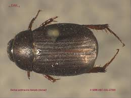 Attēlu rezultāti vaicājumam “Serica brunnea imago”