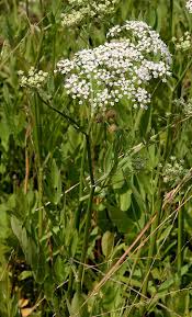 Attēlu rezultāti vaicājumam “Sium latifolium fruit”