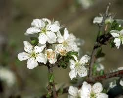 Attēlu rezultāti vaicājumam “Prunus cerasifera flower”
