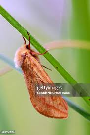 Attēlu rezultāti vaicājumam “Hepialus humuli female”