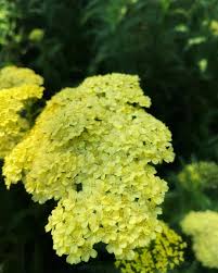 Attēlu rezultāti vaicājumam “Achillea millefolium leaf”