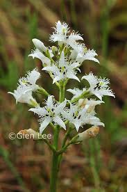 Attēlu rezultāti vaicājumam “Menyanthes trifoliata”