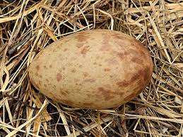 Attēlu rezultāti vaicājumam “Grus grus nest”