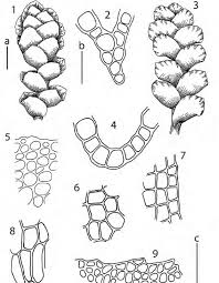 Attēlu rezultāti vaicājumam “Scapania apiculata”