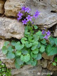 Image result for Campanula trachelium