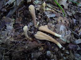 Attēlu rezultāti vaicājumam “Clavariadelphus pistillaris”