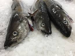 Image result for Pollachius virens